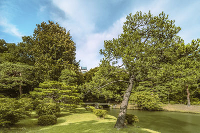 Big pine tree on a lawn under the blue sky and large stone bridge on a pond in japan.