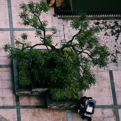 Potted plants on the wall