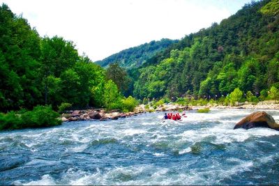 River flowing through forest