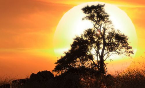 Silhouette trees against rainbow in sky at sunset