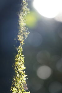 Close-up of plant on sunny day