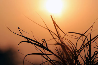 Close-up of silhouette grass against orange sky