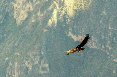 Low angle view of eagle flying in sky