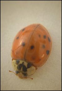 Close-up of ladybug