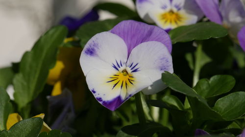 Close-up of purple iris blooming outdoors