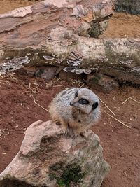 Portrait of lizard on rock