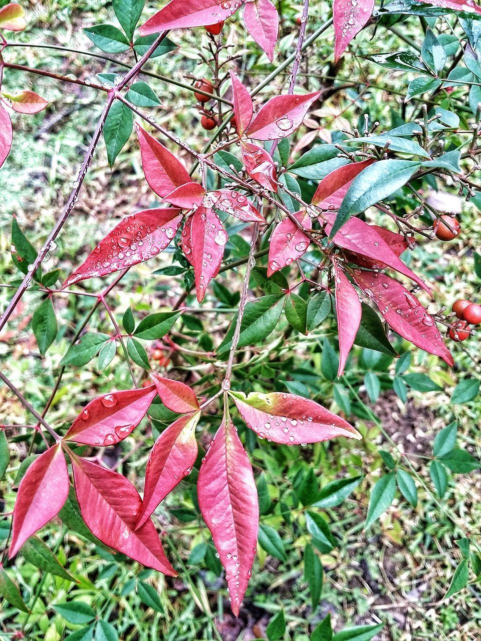 CLOSE-UP OF RED LEAVES ON PLANT