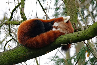 red panda
