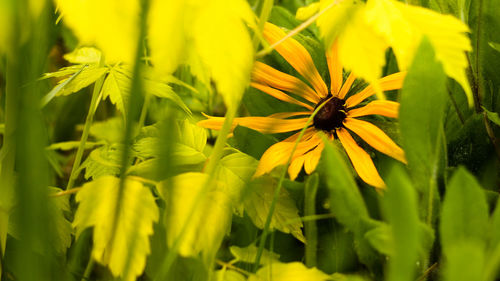 Close-up of bee on yellow flower