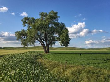 Scenic view of field against sky