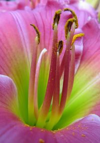 Close-up of day lily blooming outdoors