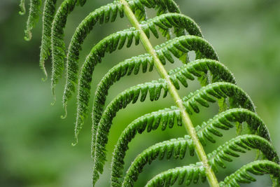 Close-up of plant