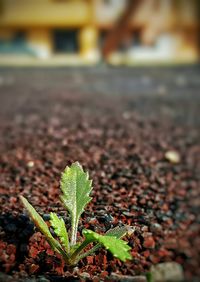 Close-up of plant growing outdoors