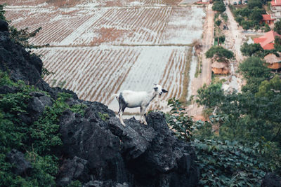 View of an animal on rock
