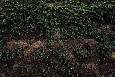 Close-up of moss growing on tree trunk