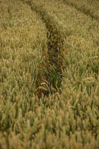 Surface level of corn field