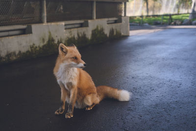 Cute northern fox - fox park in kitami city, hokkaido