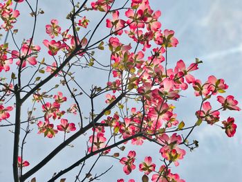 Low angle view of pink flowering tree against sky