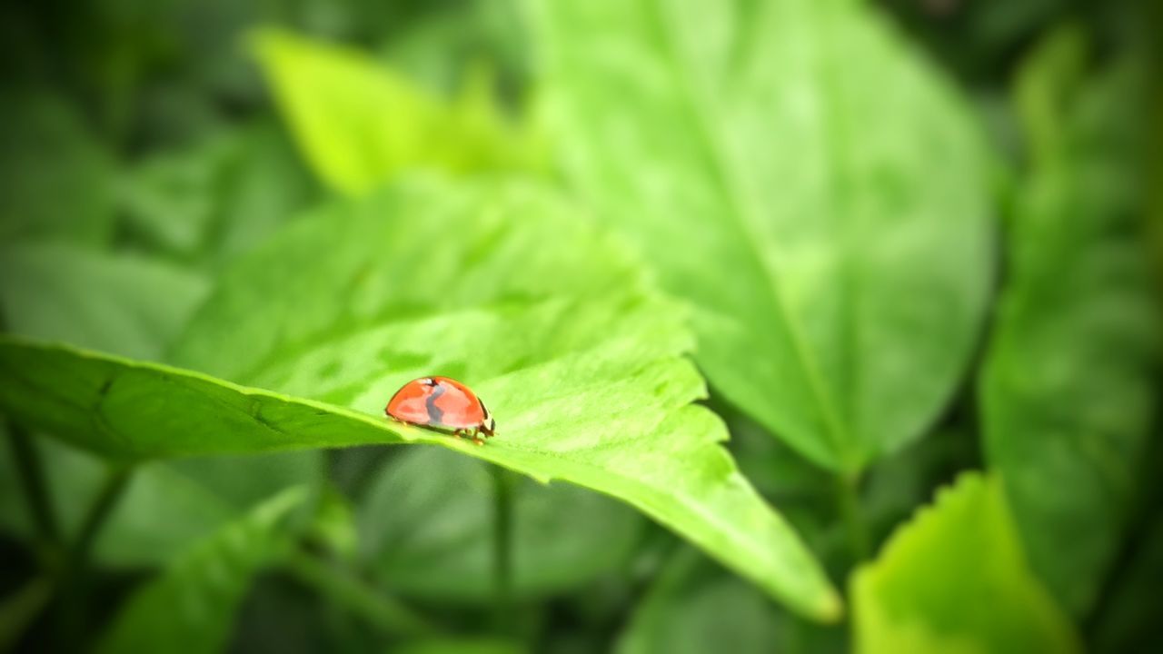 insect, one animal, animal themes, animals in the wild, wildlife, green color, leaf, close-up, plant, selective focus, nature, focus on foreground, ladybug, growth, beauty in nature, day, outdoors, zoology, full length, no people