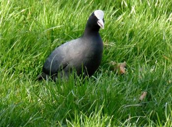 Close-up of duck on field