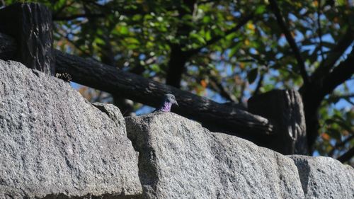 Low angle view of hanging from tree