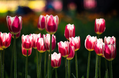 Close-up of tulips blooming outdoors