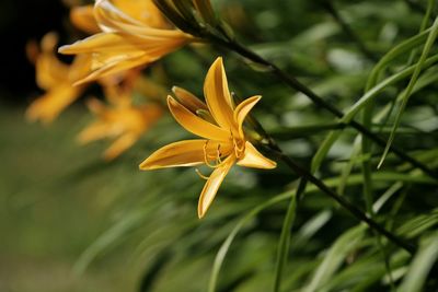 Close-up of yellow flower