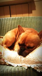 Dog sleeping on couch