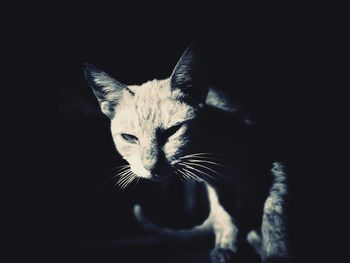 Close-up portrait of cat against black background