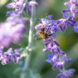 Bee pollinating on purple flowering plant