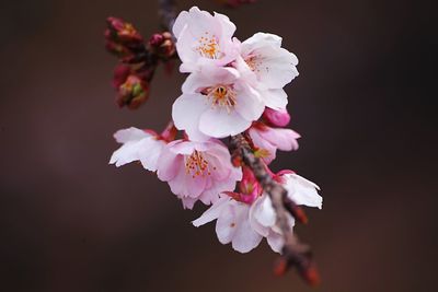 Close-up of cherry blossoms in spring