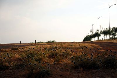 Scenic view of field against sky