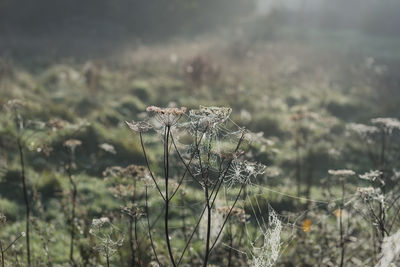 Close-up of plant growing on field