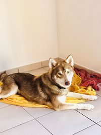 Portrait of dog relaxing on tiled floor