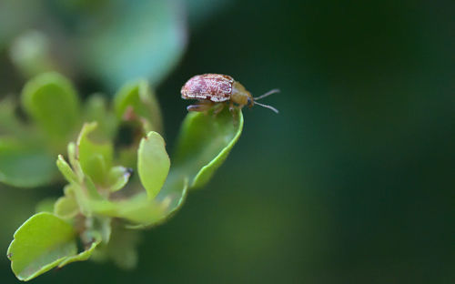 Close-up of flower on plant