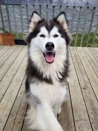 Close-up portrait of dog