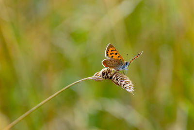 Close-up of butterfly pollinating on flower