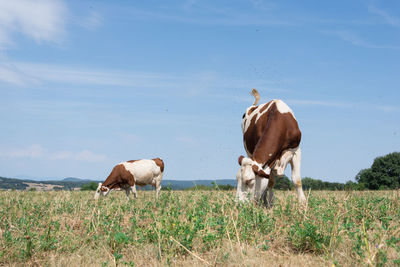 Cows grazing in a field. cows ruminate in a dry field on summer 
