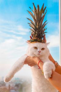 Cropped hands of woman holding cat with pineapple leaves