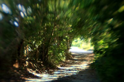 Dirt road passing through forest