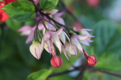 Close-up of pink flowering plant