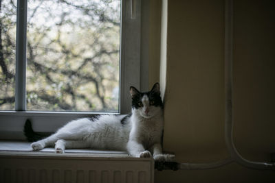 Portrait of cat relaxing on window sill at home