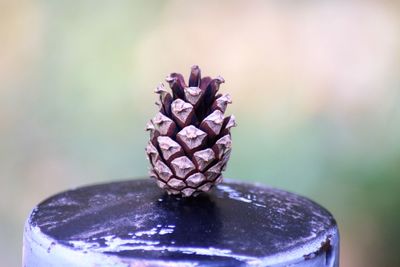 Close-up of pine cone