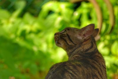 Close-up of a cat looking away