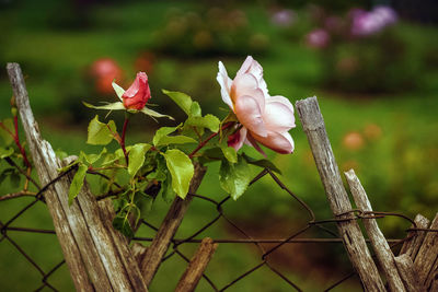 Close-up of pink flowering plant