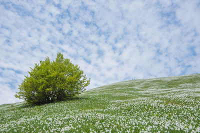 Hillside meadow of blooming white daffodil flowers with a tree against sky, mt. golica