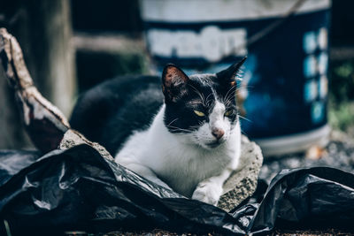 Close-up of a cat looking away