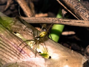 Close-up of insect on leaf