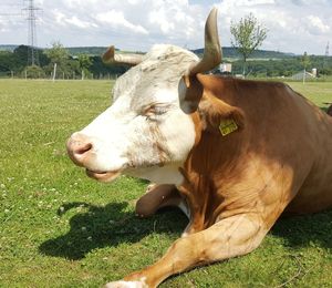 Cows animal nature nopeople close-up outdoors background