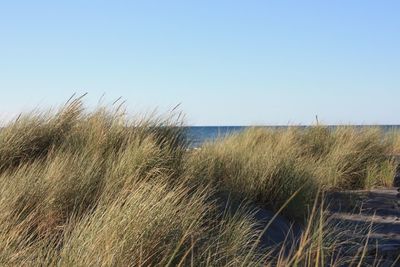 Scenic view of beach against clear sky